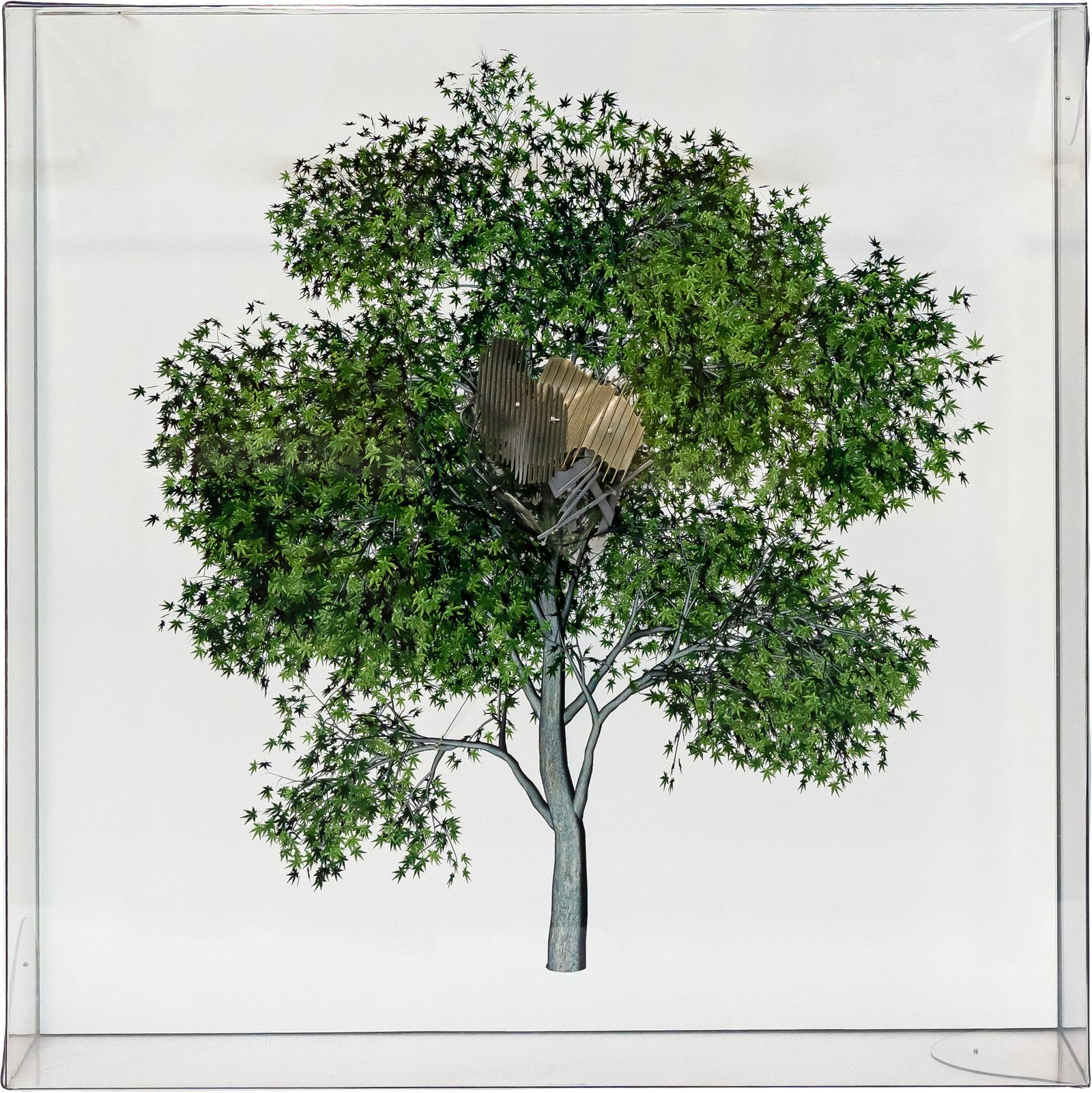 LORIS CECCHINI - The Painted Distances (Acer palmatum)
